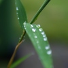 雨です！１