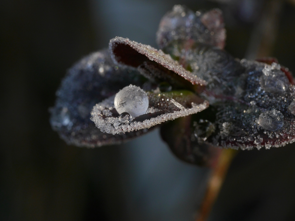 Frozen bird