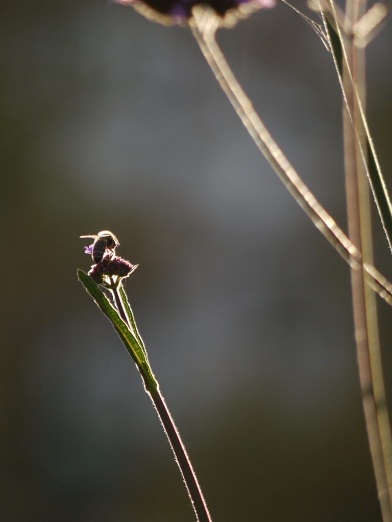 蜂