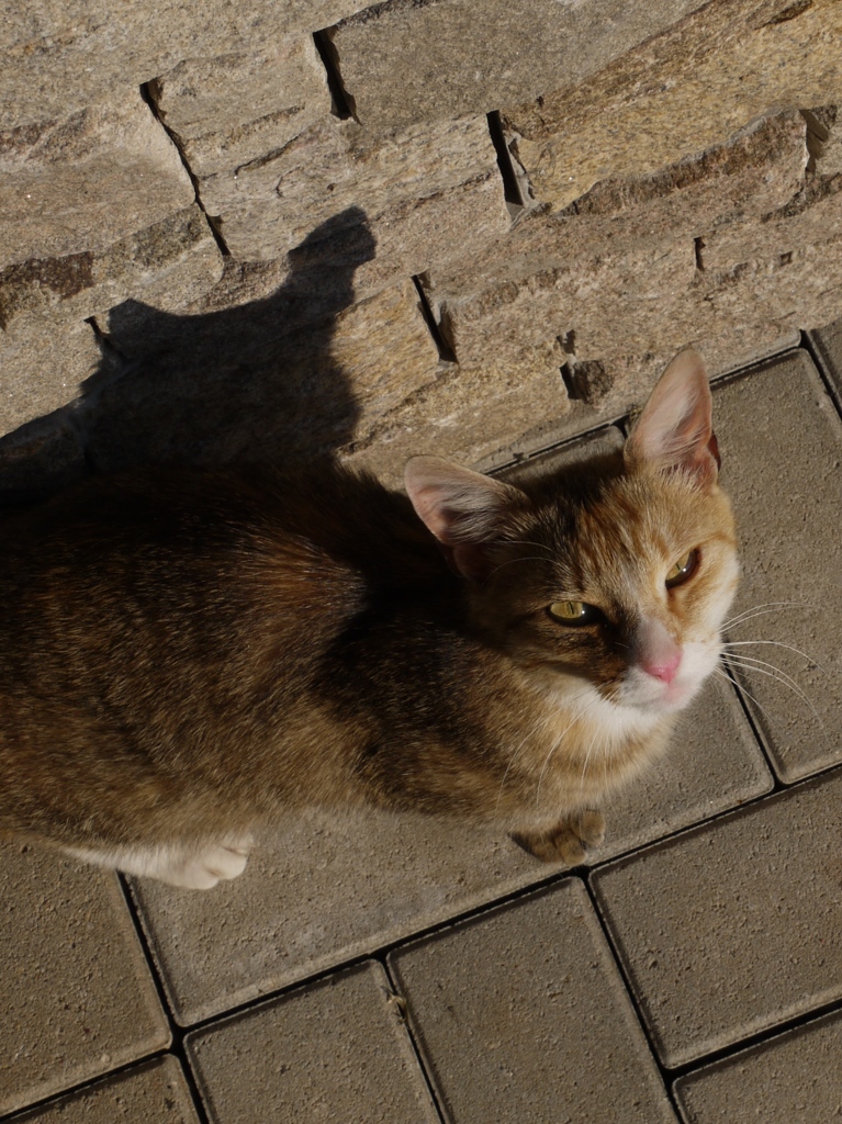 山の猫