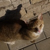 山の猫