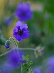 青紫