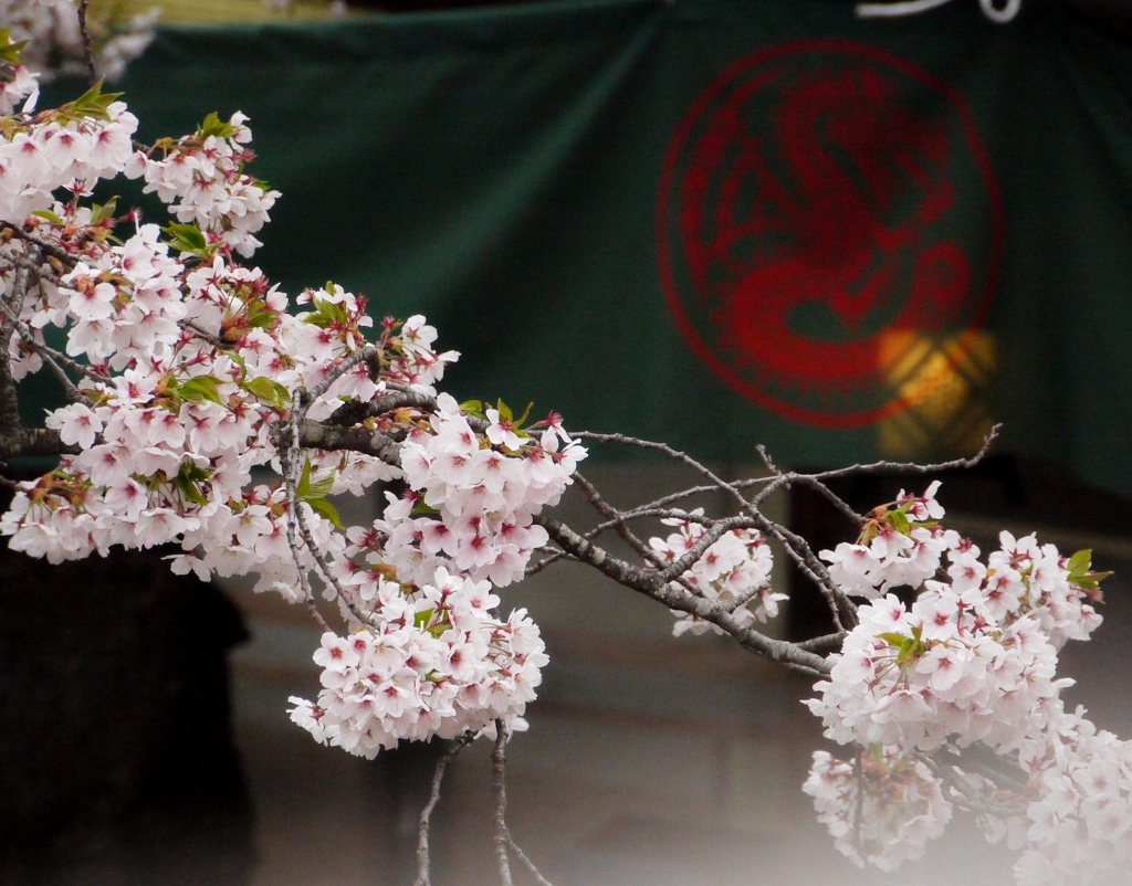 渋温泉の桜２