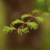 アケボノスギの新芽