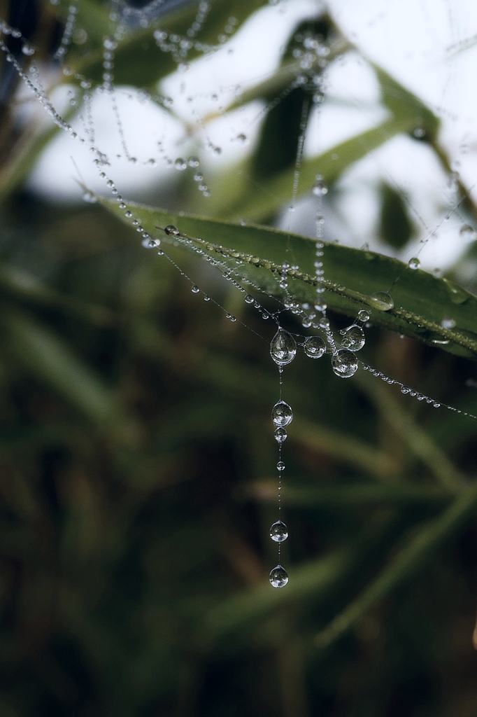 蜘蛛の水玉