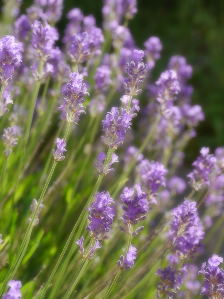 Lavender2