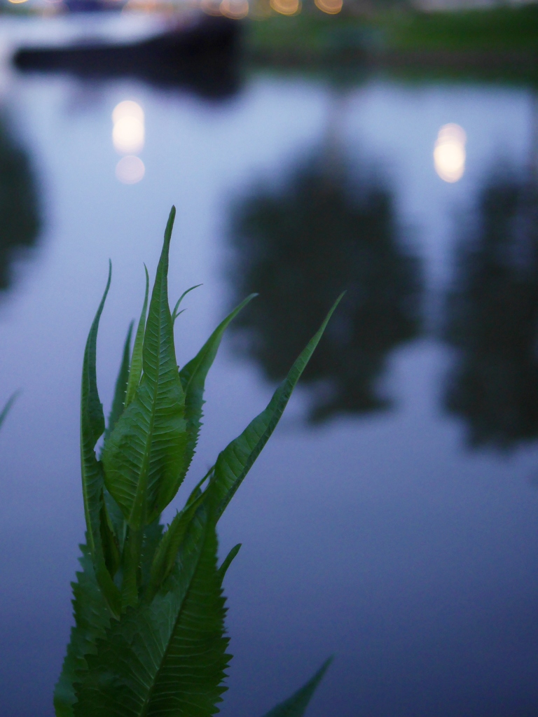 水辺の草