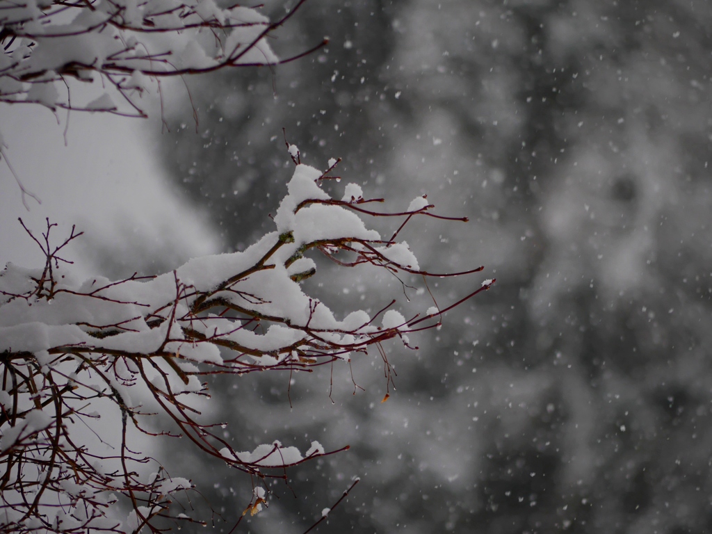 雪