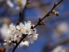 山桜