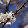 山桜