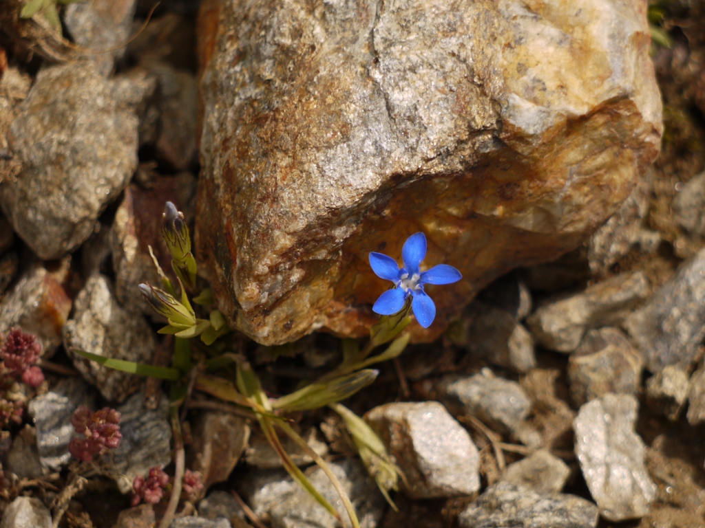 山の花