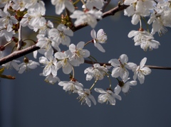 うちの山桜１