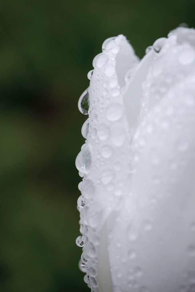 雨にぬれても２