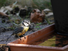 風呂あがり