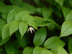 緑に咲く花　チゴユリ