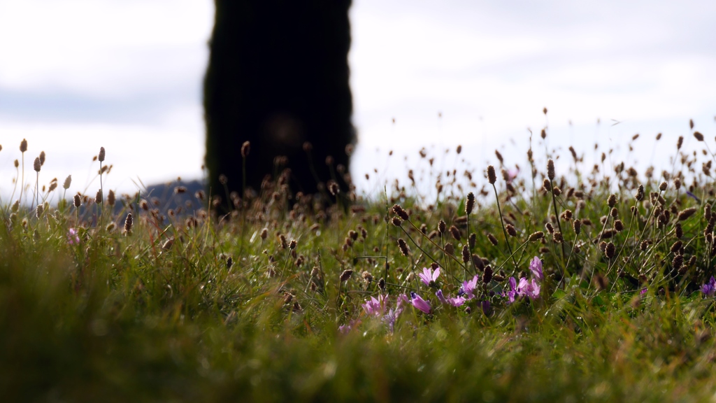 野の花