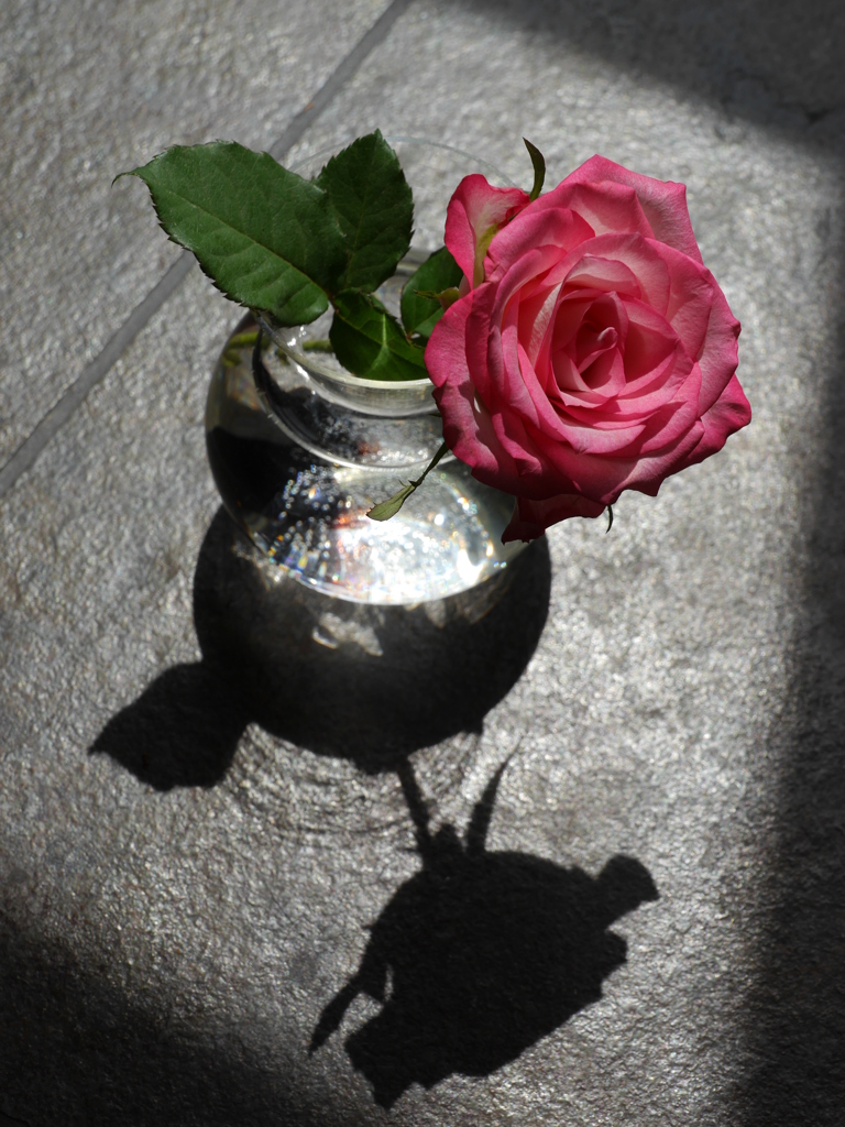 薔薇