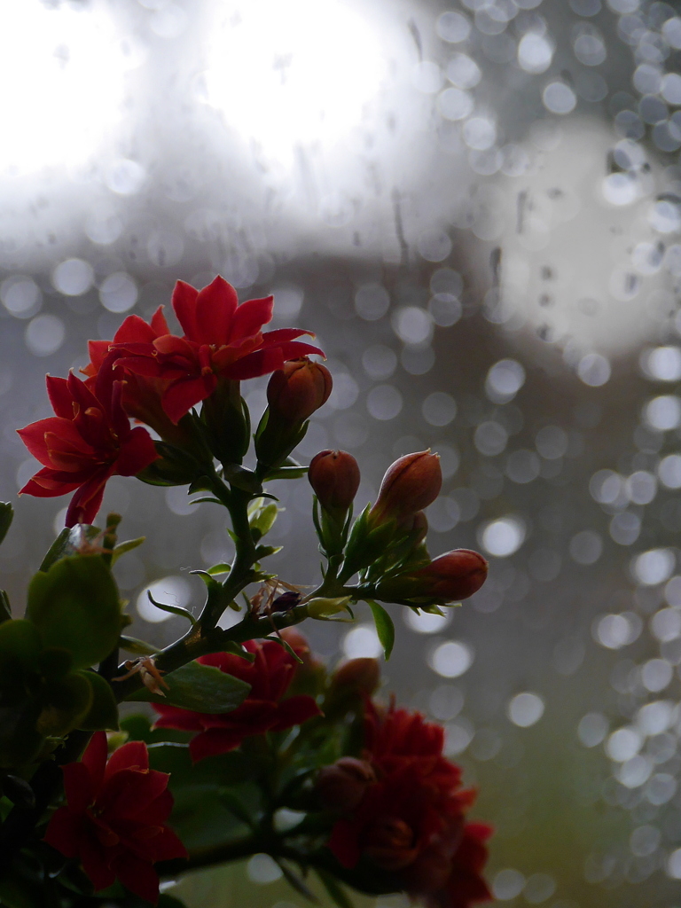 雨降り