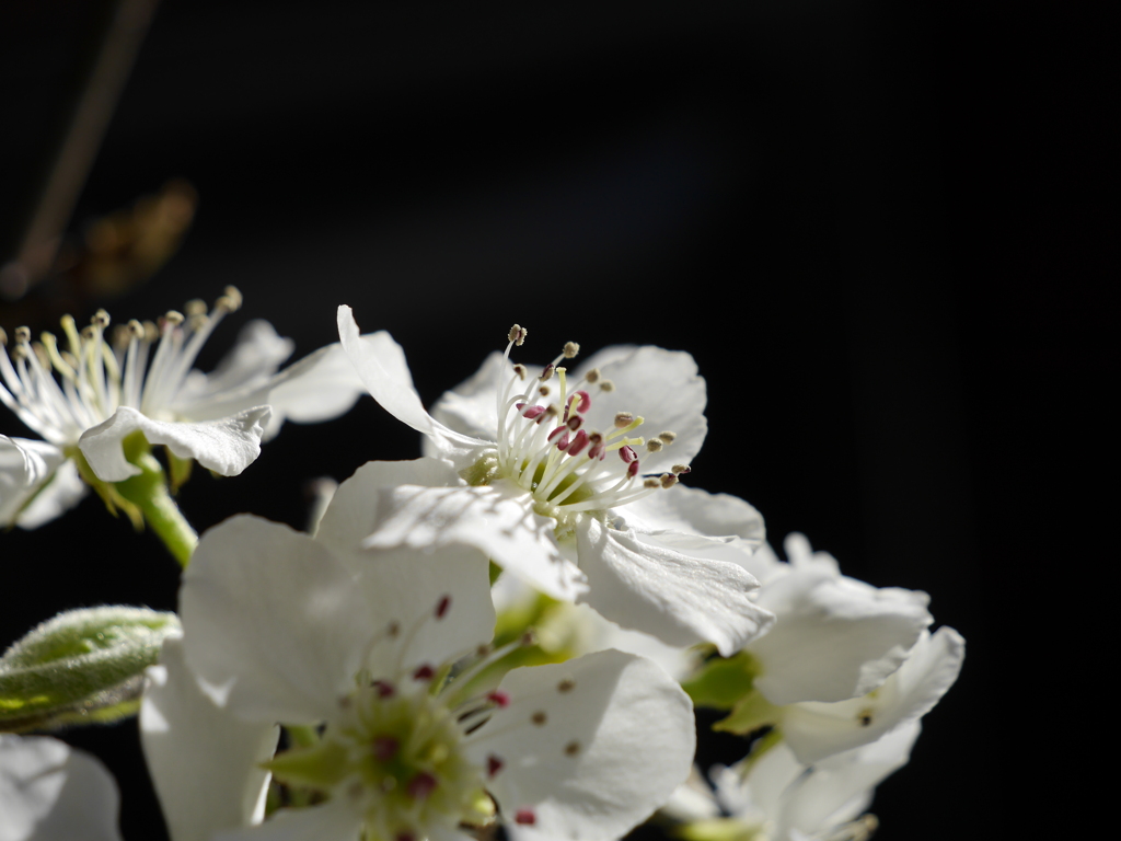 ナシの花