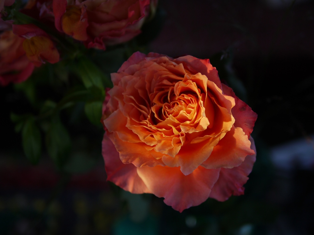 薔薇