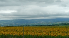 Sunflower field （遠）