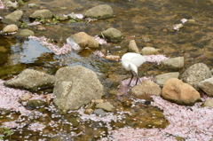 夙川にて