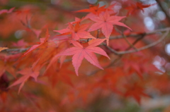 曼殊院門跡_紅葉001