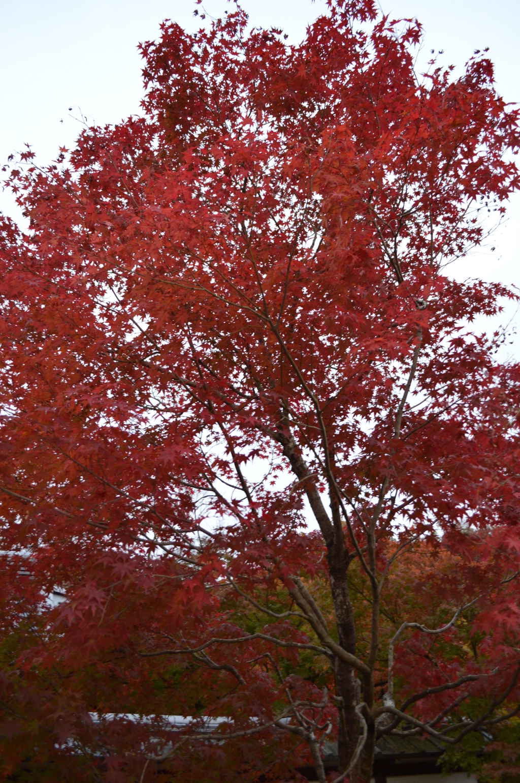 曼殊院門跡_紅葉002