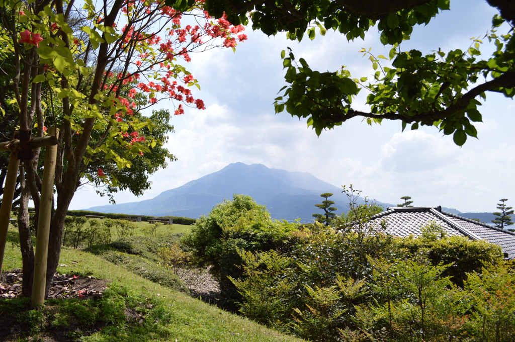 仙厳園から望む桜島