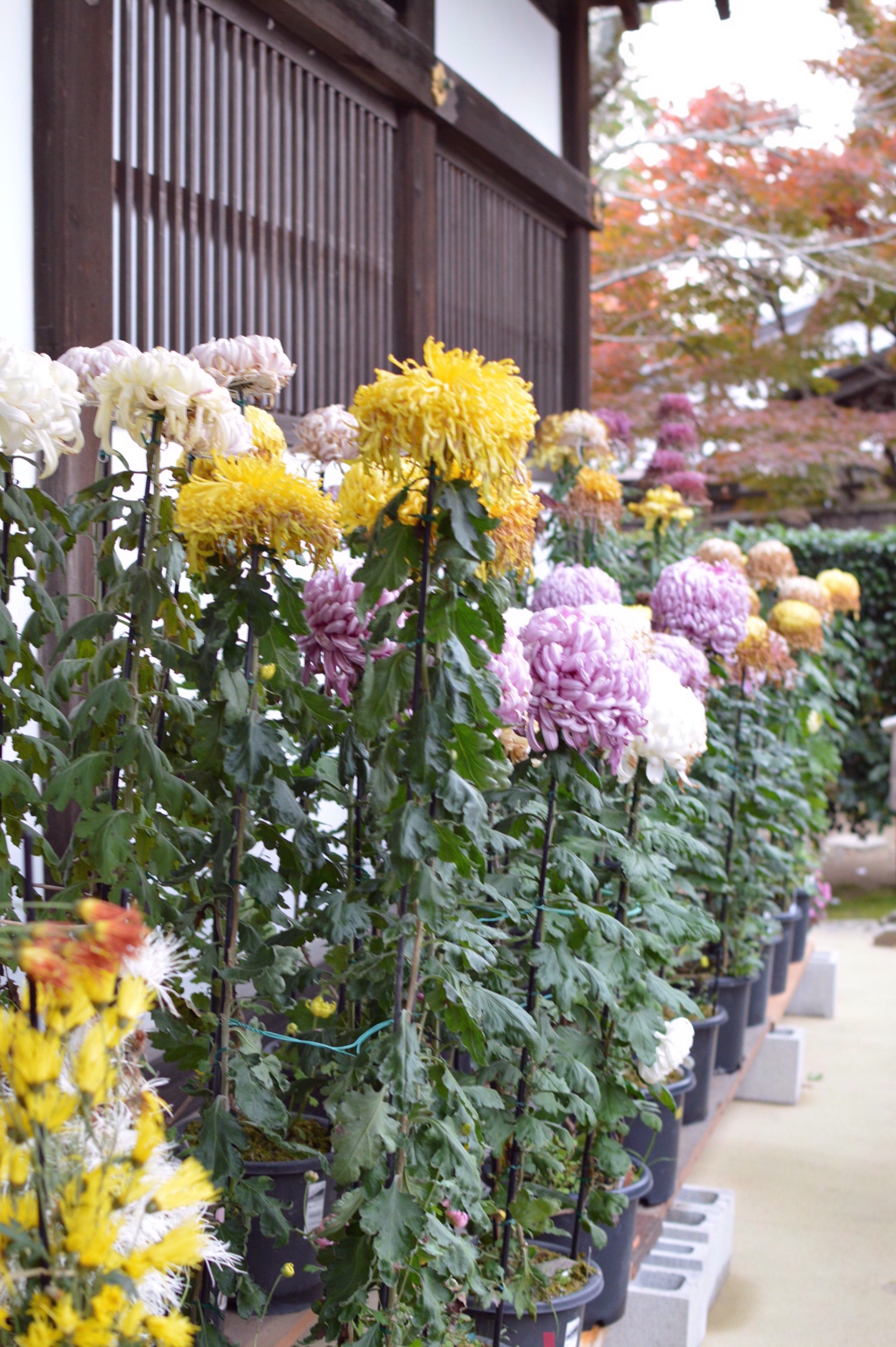 曼殊院門跡_菊002