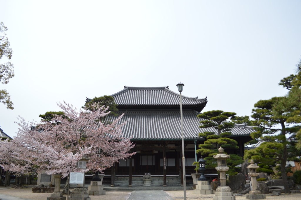 寺と桜