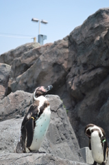 鳥羽水族館1