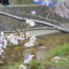 桜001