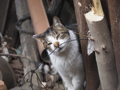 ハリガネのニオイ