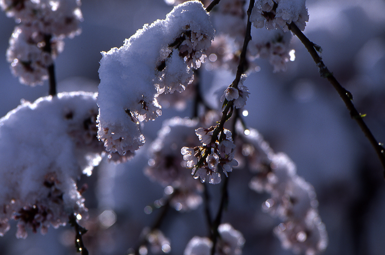 季節外れの雪Ⅱ