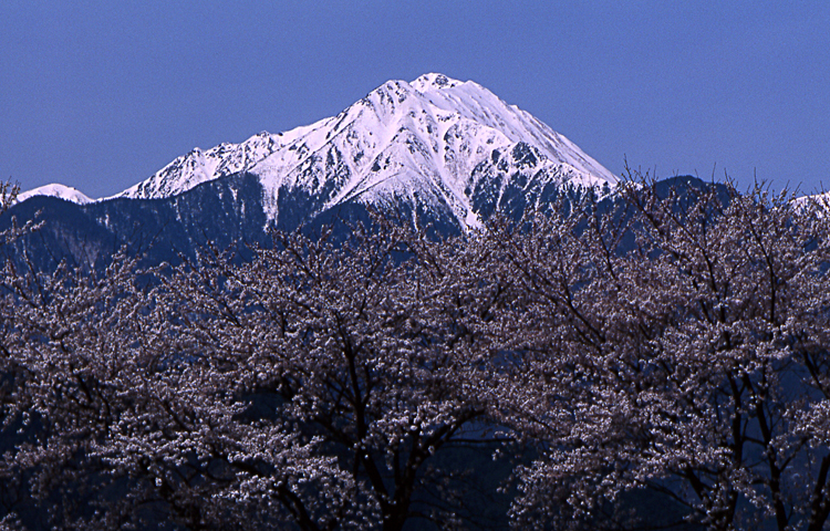 常念と桜