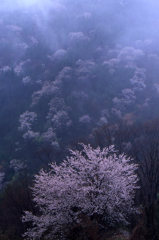 山桜