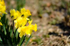 ラッパスイセン