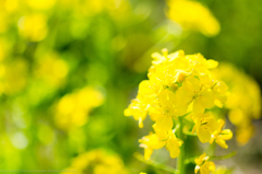 菜の花