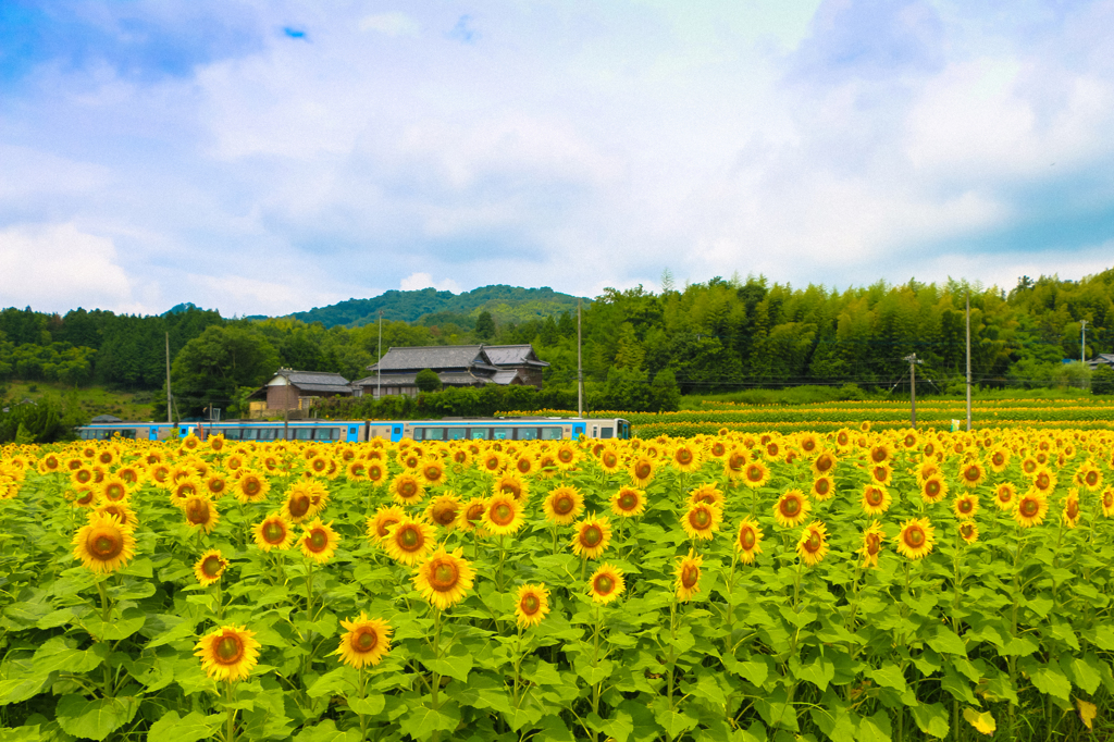 花畑の中を