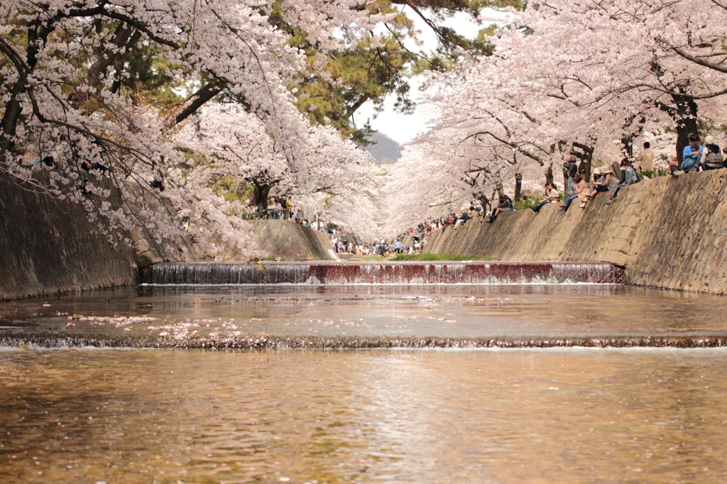 夙川の桜