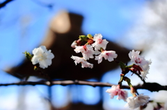 鳴尾八幡神社の桜