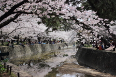 夙川の桜2