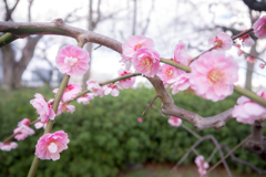 梅の花