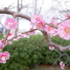 梅の花