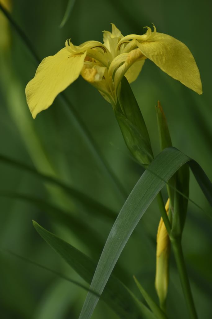 池のカキツバタ？