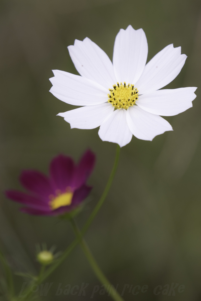 たまには・・・・花・・・・・・