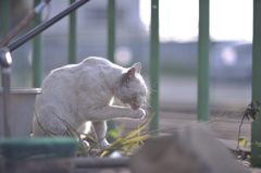 駅猫さん営業準備中～～～