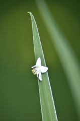 エゴノキの花