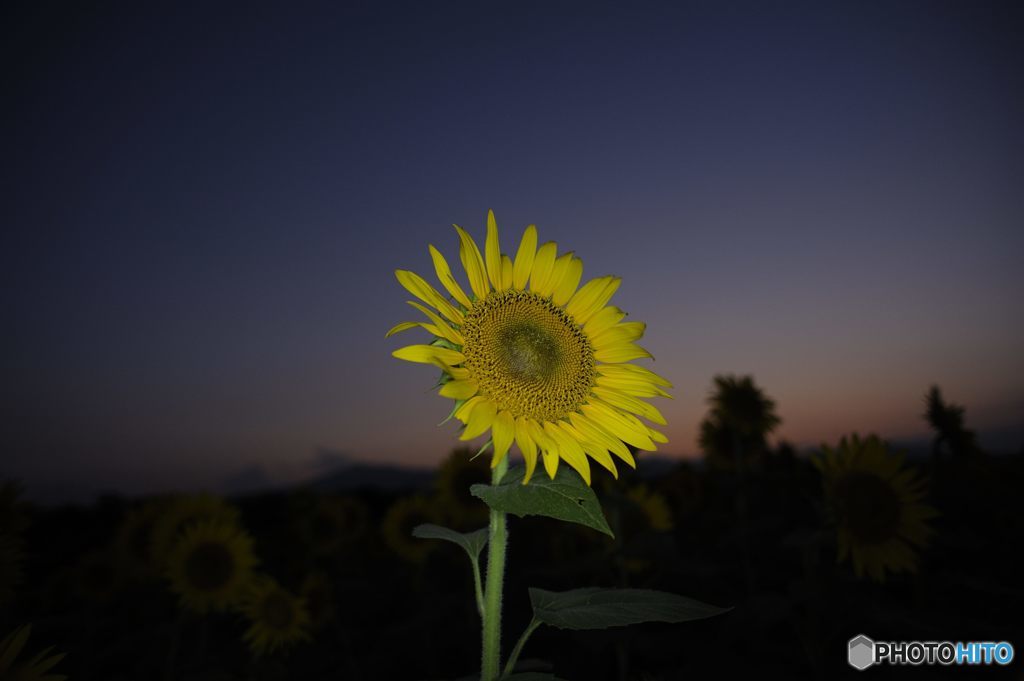 向日葵は夕日に向かわず・・・